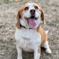 Tara CAA15952, chienne à adopter