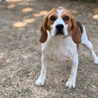 Vibs CAA15956, chienne à adopter