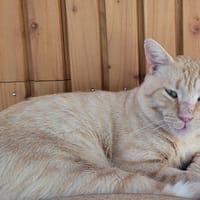 FLASH, chat à adopter