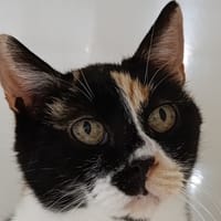 ILIADE, chatte à adopter