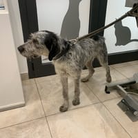 OREO, chien à adopter