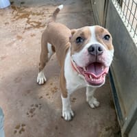 WASABI PAA24392, chien à adopter