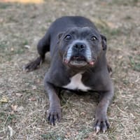 Maxi CAA15939, chienne à adopter