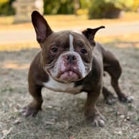 Baboune CAA15945, chien à adopter