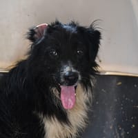 Spot, chien à adopter