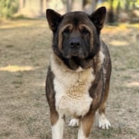 Rantamplan CAA15948, chien à adopter