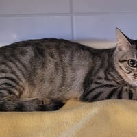 YZAK, chat à adopter