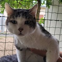 CHEETO, chat à adopter