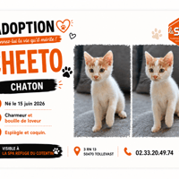 CHEETO, chat à adopter