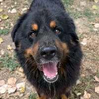 KOMTOU (En cours d’adoption), chien à adopter