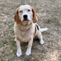 Snoopy CAA15951, chienne à adopter