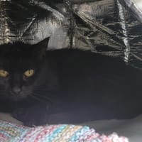 MINOU, chat à adopter