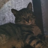 BOOTS, chat à adopter