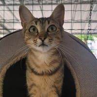 MAUVE, chatte à adopter