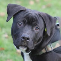 LOCKY, chien à adopter
