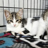 BAGOU, chat à adopter