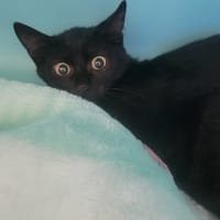 KAYOU, chatte à adopter
