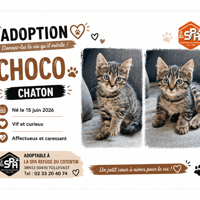 CHOCO ( Réservé), chat à adopter