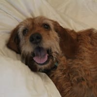 samba, chienne à adopter