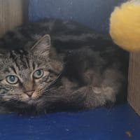VERTIGO, chat à adopter