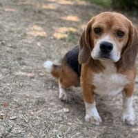 Ugo CAA15946, chien à adopter