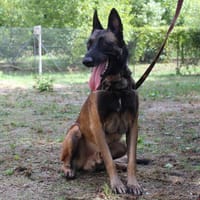 ROCKET, chien à adopter
