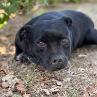 Rafale CAA15940, chienne à adopter