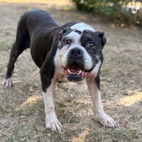 Nina CAA15943, chienne à adopter