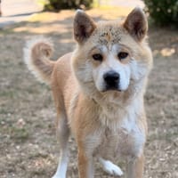 Nadine CAA15950, chienne à adopter