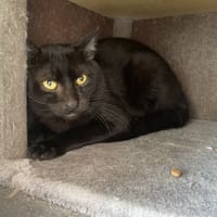 ANUBIS, chat à adopter