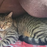 TANGO, chat à adopter
