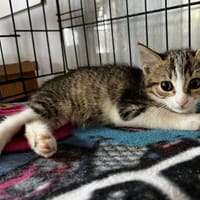 BARBOUILLE, chatte à adopter
