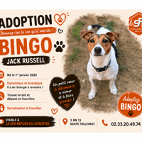 BINGO, chien à adopter