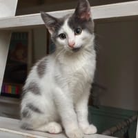 TIPLOUF, chat à adopter
