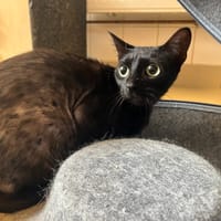 Solon, chat à adopter