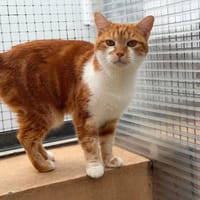 BANANA, chat à adopter