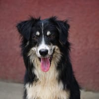 Charly, chien à adopter