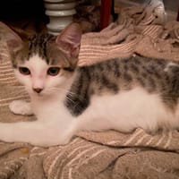 Basile, chat à adopter