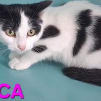Bianca, chatte à adopter