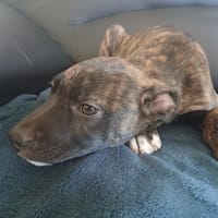 OURSIN QCN, chien à adopter