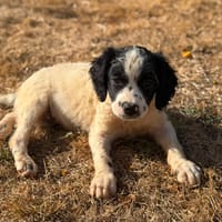 BELLATRIX, chienne à adopter