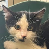 Ulysse, chat à adopter