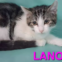 Lanonyme, chatte à adopter