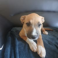 Anemone QCN, chienne à adopter