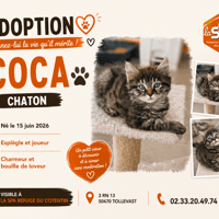COCA (Réservé), chat à adopter
