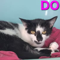 Domino, chatte à adopter
