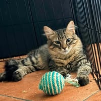 BALROG, chat à adopter