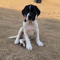 BARTY, chien à adopter