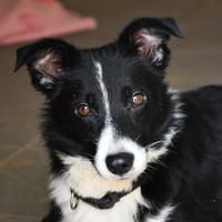 Bianca, chienne à adopter