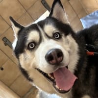 VALKO, chien à adopter